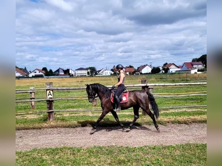PRE Mix Castrone 5 Anni 157 cm Baio scuro in Karlshuld