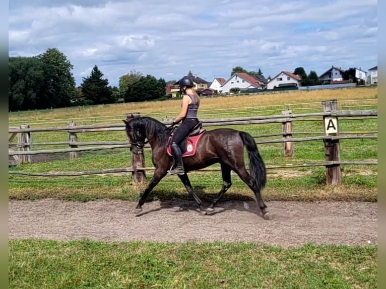 PRE Mix Castrone 5 Anni 157 cm Baio scuro in Karlshuld