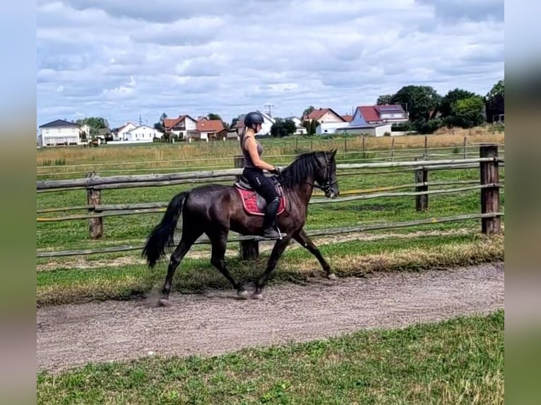PRE Mix Castrone 5 Anni 157 cm Baio scuro in Karlshuld