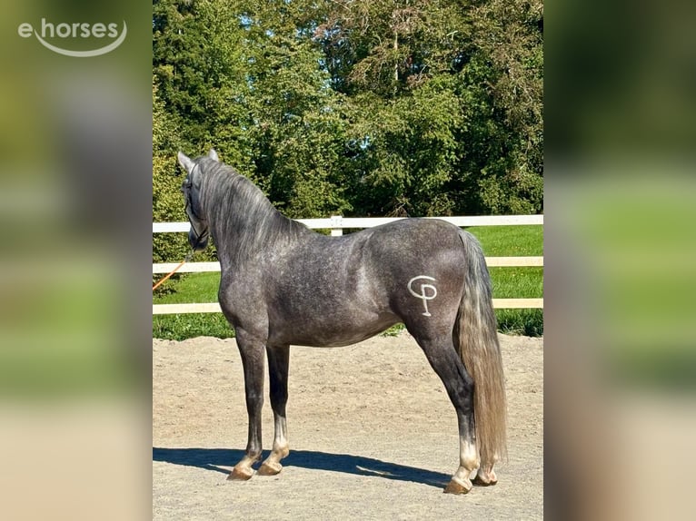 PRE Mix Castrone 5 Anni 157 cm Grigio pezzato in Niederstaufen