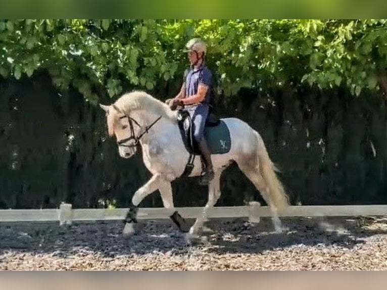 PRE Castrone 5 Anni 157 cm Grigio pezzato in Sevilla