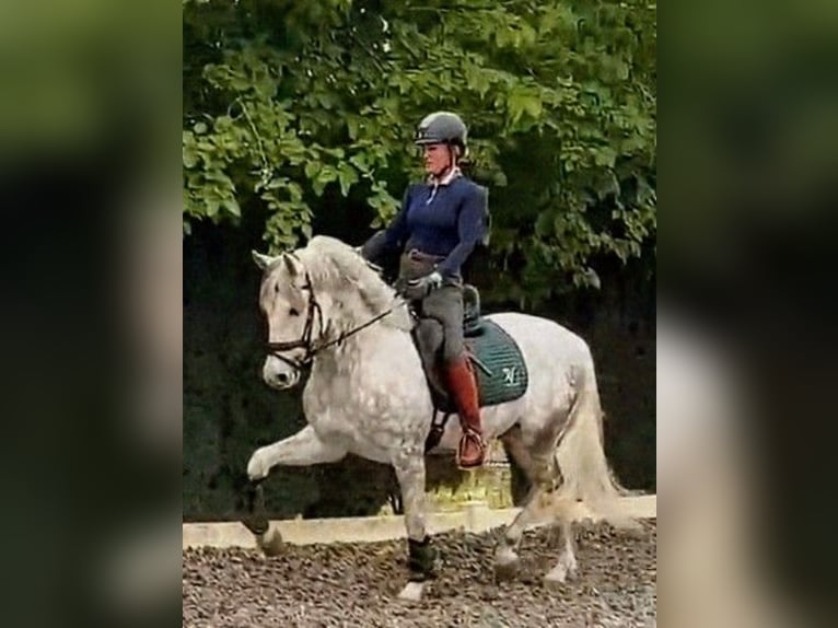 PRE Castrone 5 Anni 157 cm Grigio pezzato in Sevilla
