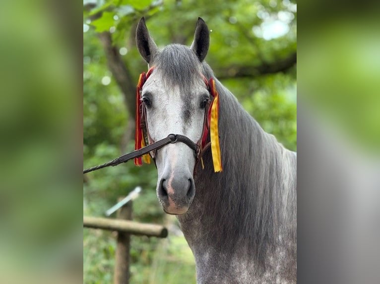 PRE Mix Castrone 5 Anni 157 cm Grigio pezzato in Mayerling