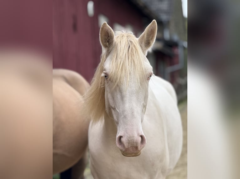 PRE Castrone 5 Anni 158 cm Cremello in Heiligenhaus