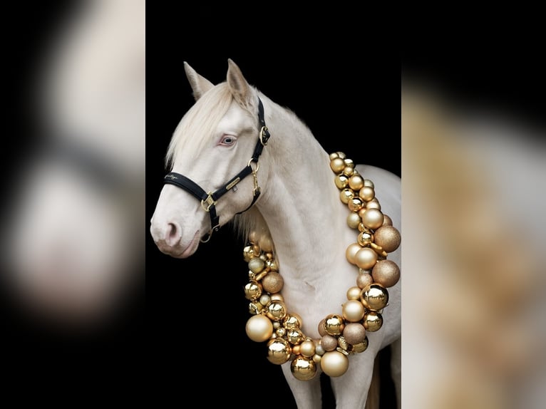 PRE Castrone 5 Anni 158 cm Cremello in Heiligenhaus