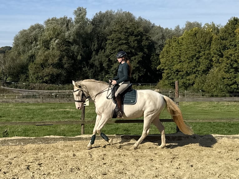 PRE Castrone 5 Anni 158 cm Cremello in Heiligenhaus