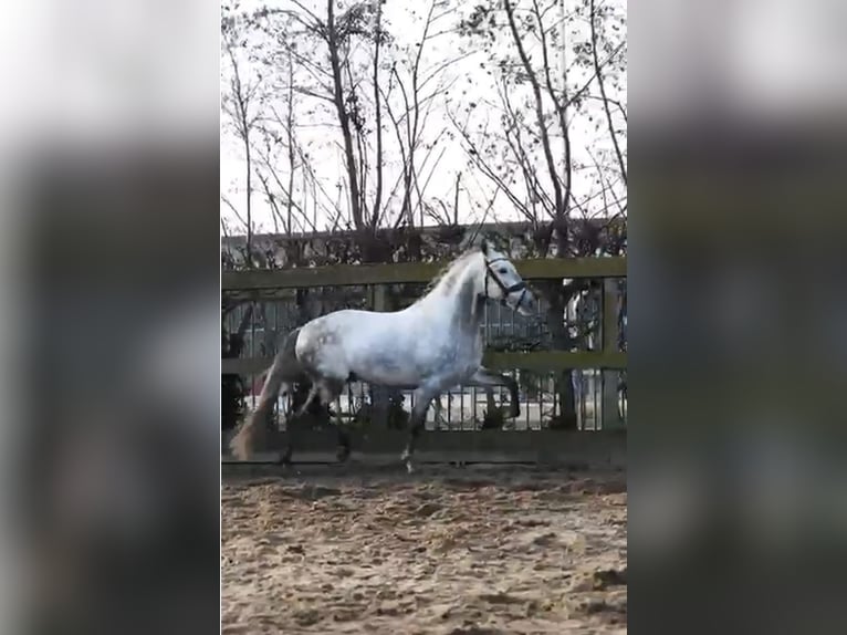 PRE Castrone 5 Anni 158 cm Grigio in Ratingen