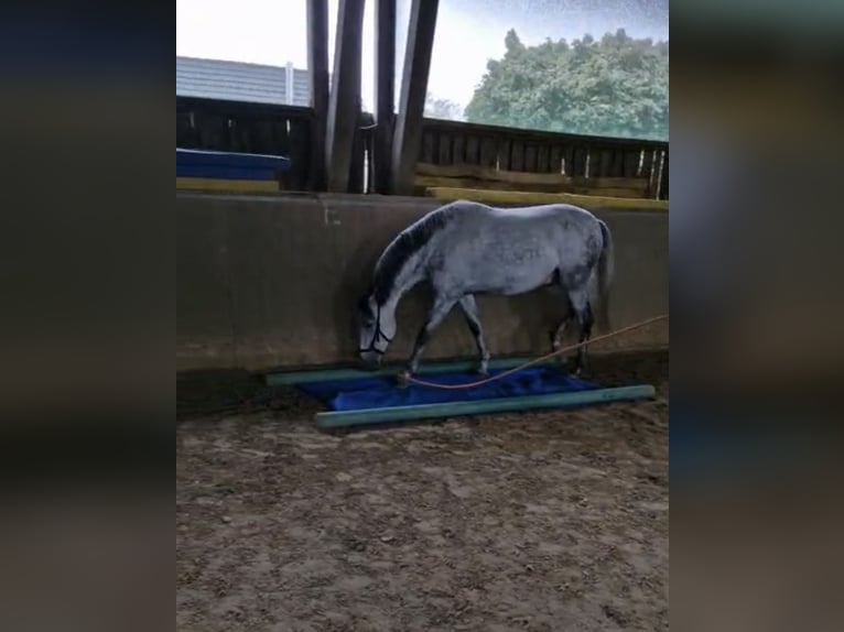 PRE Castrone 5 Anni 158 cm Grigio in Ratingen