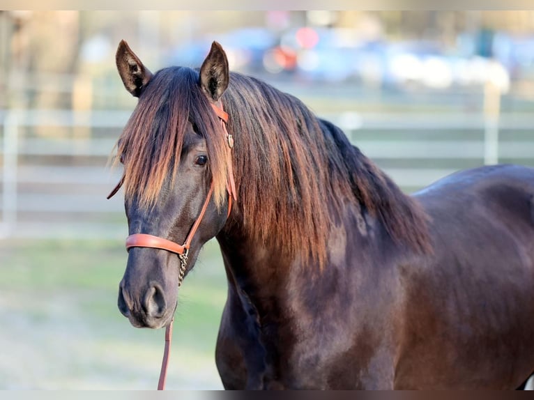 PRE Mix Castrone 5 Anni 158 cm Morello in Zierenberg