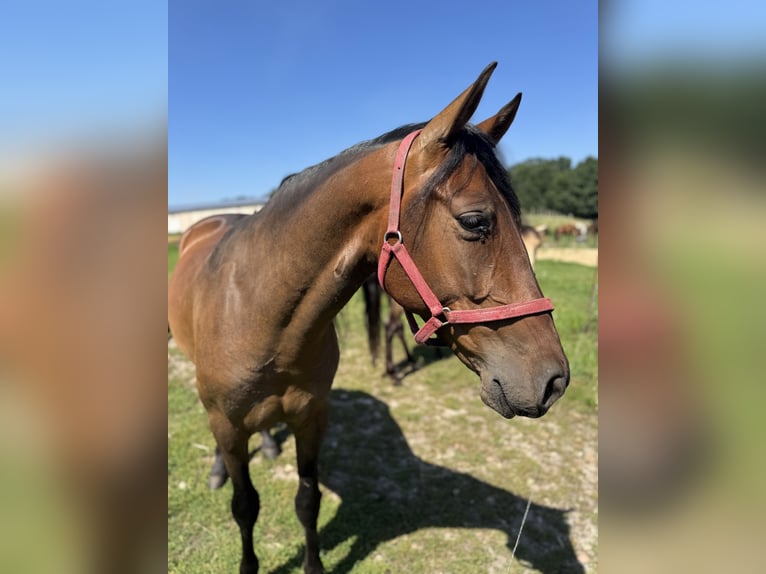 PRE Castrone 5 Anni 159 cm Baio in G&#xF6;rzke