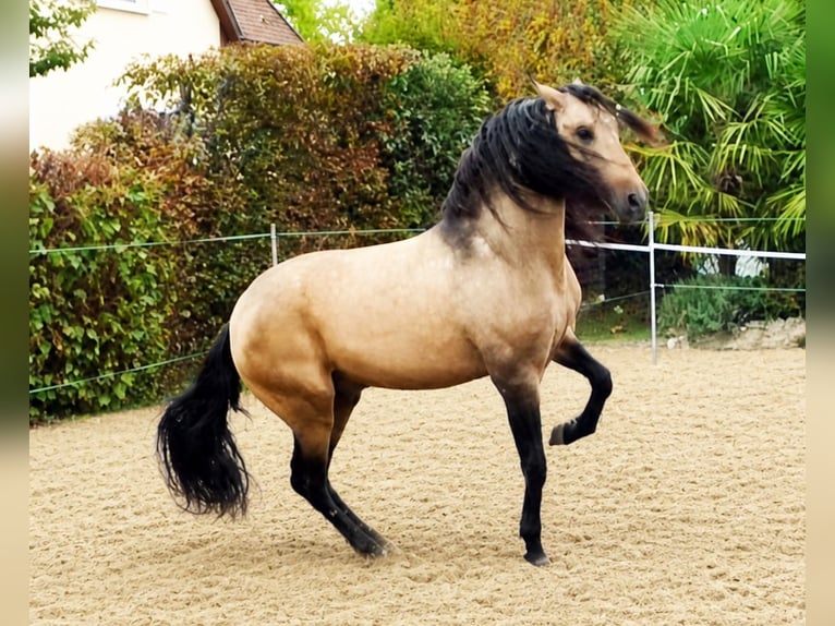 PRE Mix Castrone 5 Anni 159 cm Falbo in Ettenheim