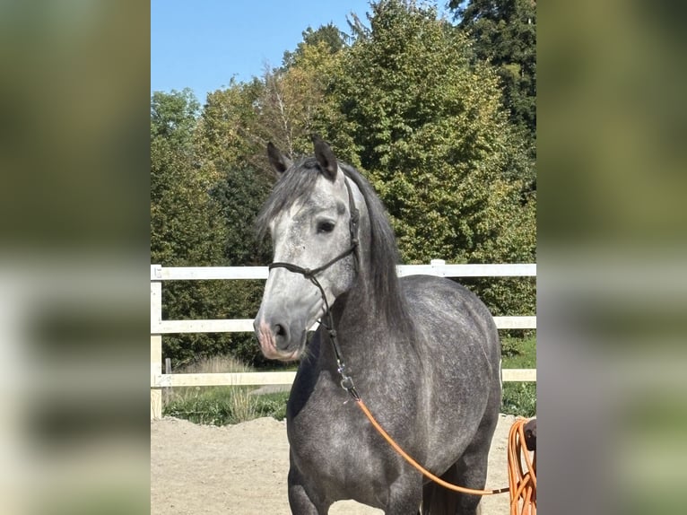 PRE Mix Castrone 5 Anni 159 cm Grigio pezzato in Hergensweiler