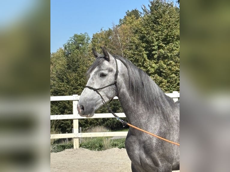 PRE Mix Castrone 5 Anni 159 cm Grigio pezzato in Hergensweiler