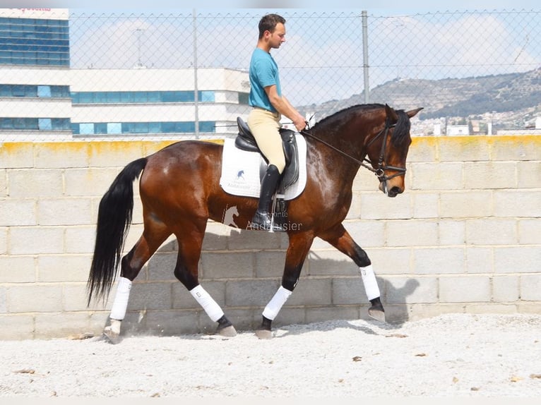 PRE Castrone 5 Anni 160 cm Baio in Provinz Granada