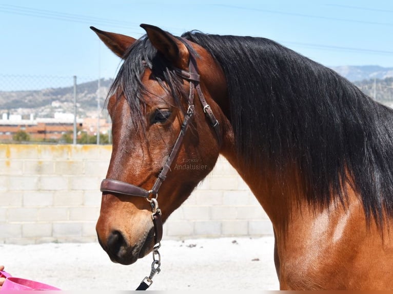 PRE Castrone 5 Anni 160 cm Baio in Provinz Granada