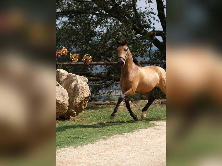 PRE Mix Castrone 5 Anni 160 cm Falbo in Hamburg