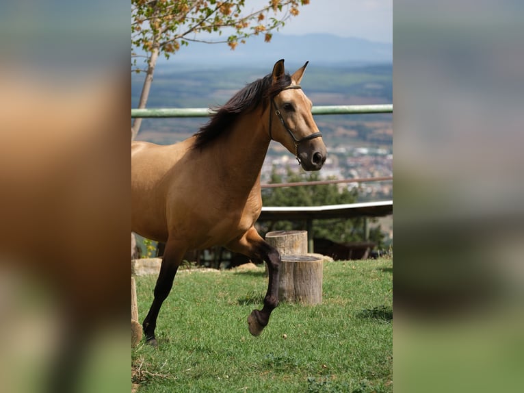 PRE Mix Castrone 5 Anni 160 cm Falbo in Hamburg