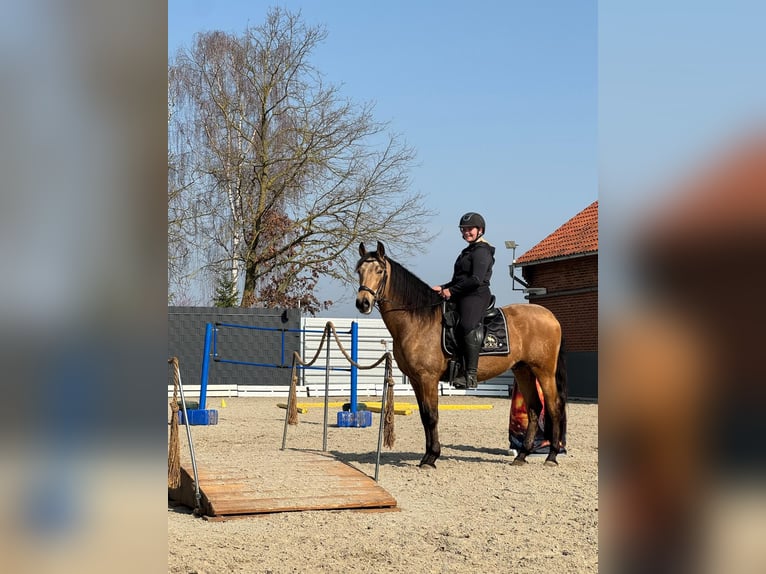 PRE Castrone 5 Anni 160 cm Falbo in Stadthagen