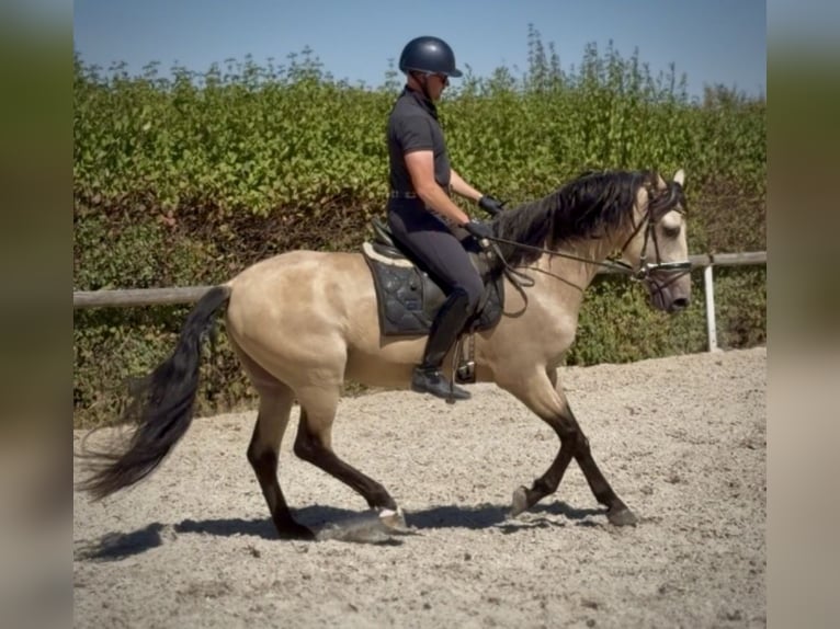 PRE Mix Castrone 5 Anni 160 cm Falbo in Neustadt (Wied)