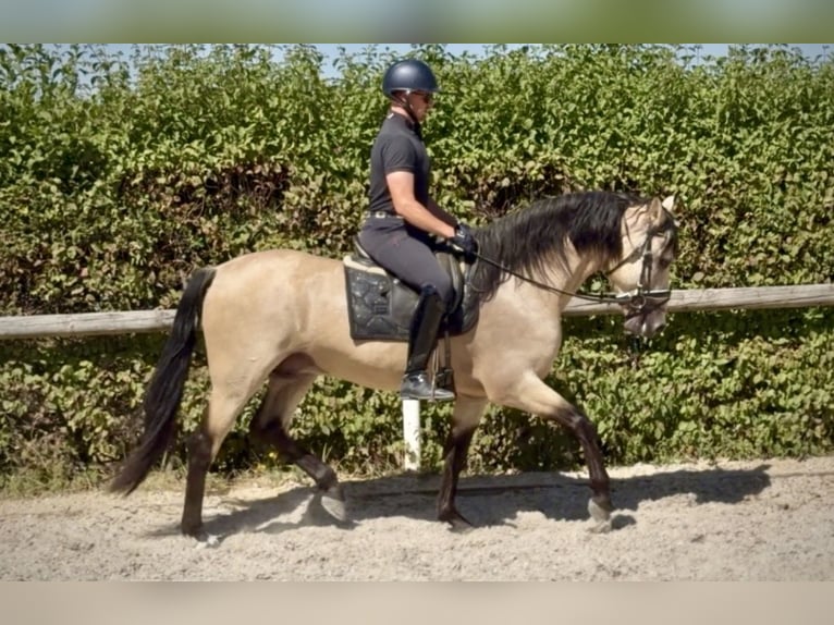 PRE Mix Castrone 5 Anni 160 cm Falbo in Neustadt (Wied)