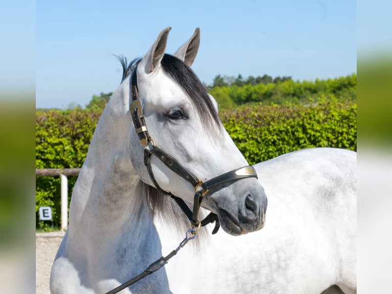 PRE Mix Castrone 5 Anni 160 cm Grigio in Neustadt (Wied)