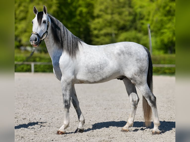 PRE Mix Castrone 5 Anni 160 cm Grigio in Neustadt (Wied)