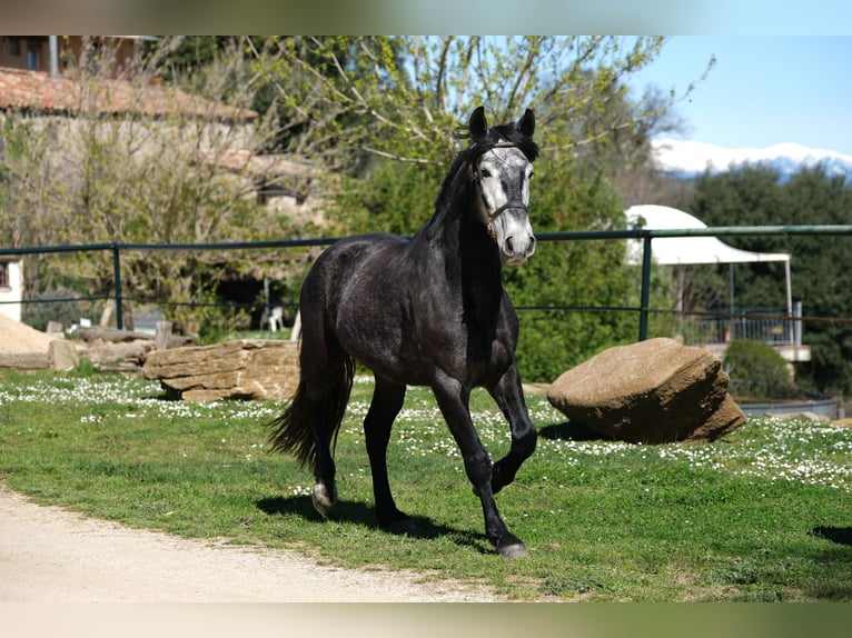 PRE Mix Castrone 5 Anni 160 cm Grigio pezzato in Hamburg