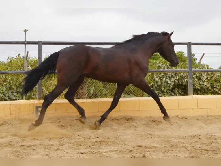 PRE Castrone 5 Anni 160 cm Morello in Provinz Malaga