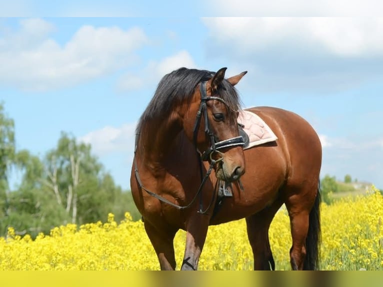 PRE Mix Castrone 5 Anni 161 cm Baio in Grebenhain