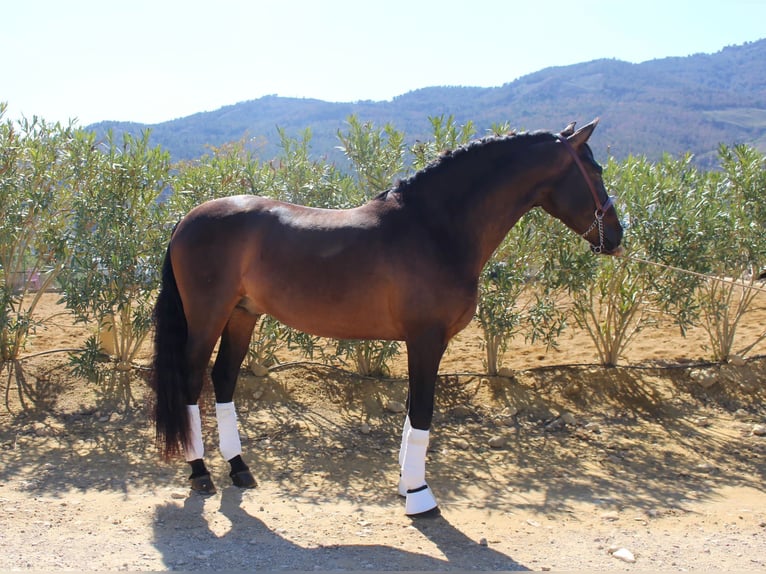 PRE Mix Castrone 5 Anni 161 cm Baio scuro in Niederkr&#xFC;chten