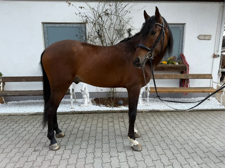 PRE Castrone 5 Anni 161 cm Baio scuro in Lochen am See