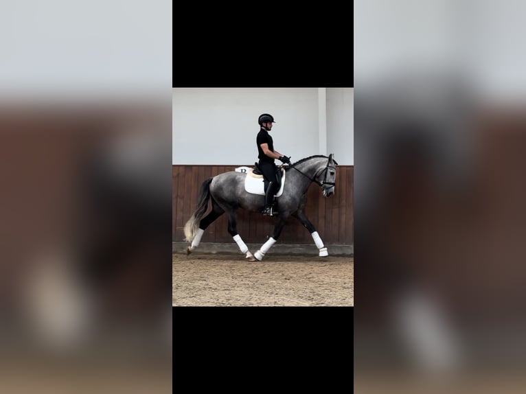 PRE Castrone 5 Anni 161 cm Grigio in Valencia