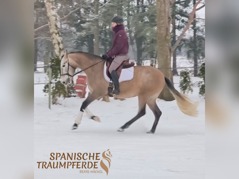 PRE Castrone 5 Anni 161 cm Grigio in Traventhal