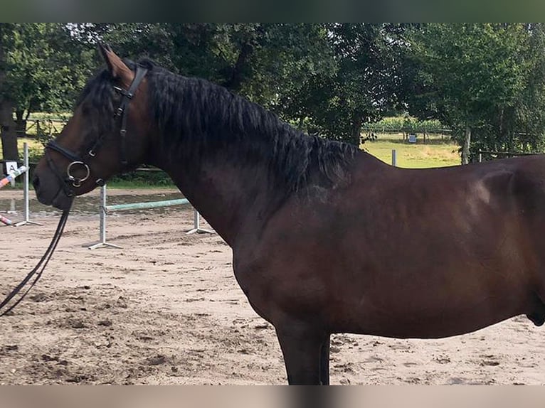 PRE Mix Castrone 5 Anni 162 cm Baio in B&#xF6;tersen