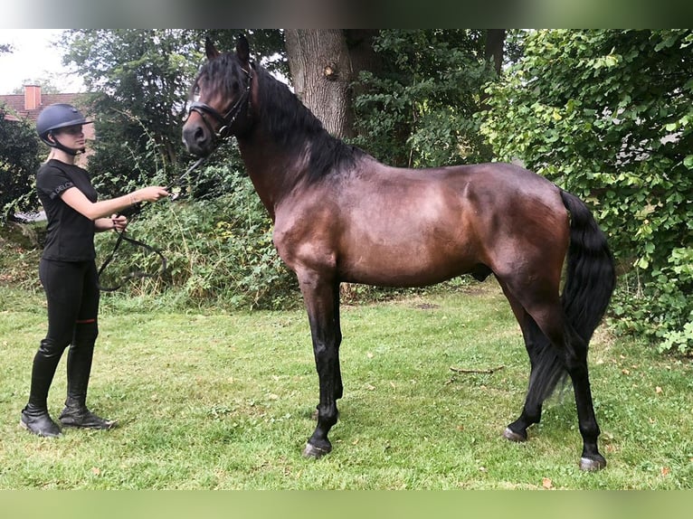 PRE Mix Castrone 5 Anni 162 cm Baio in B&#xF6;tersen