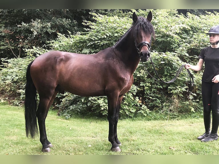 PRE Mix Castrone 5 Anni 162 cm Baio in B&#xF6;tersen