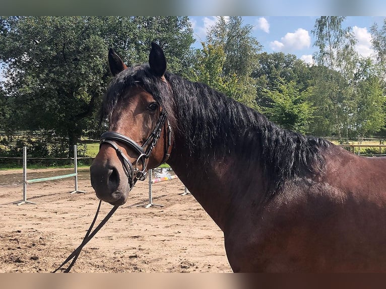 PRE Mix Castrone 5 Anni 162 cm Baio in B&#xF6;tersen