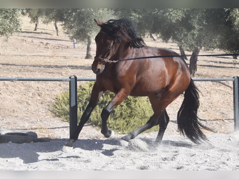 PRE Castrone 5 Anni 162 cm Baio scuro in Provinz Granada