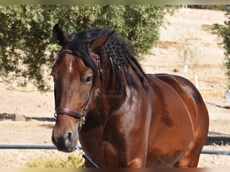 PRE Castrone 5 Anni 162 cm Baio scuro in Provinz Granada