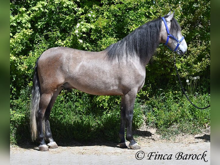 PRE Mix Castrone 5 Anni 162 cm Grigio in Wiebelsheim