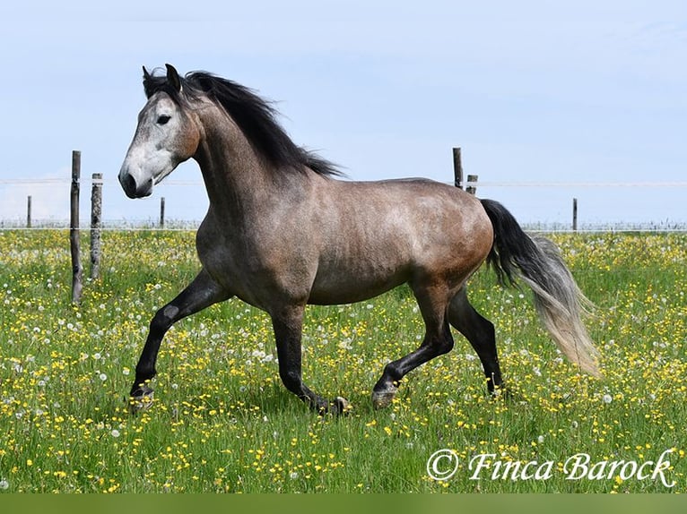 PRE Mix Castrone 5 Anni 162 cm Grigio in Wiebelsheim