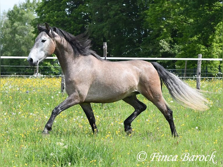 PRE Mix Castrone 5 Anni 162 cm Grigio in Wiebelsheim