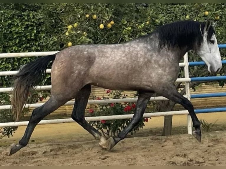 PRE Castrone 5 Anni 162 cm Grigio in Fuentes De Andalucia