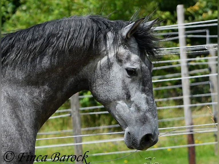 PRE Castrone 5 Anni 162 cm Grigio in Wiebelsheim