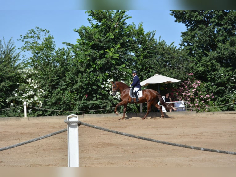PRE Castrone 5 Anni 162 cm Sauro in Lucena