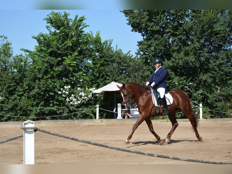 PRE Castrone 5 Anni 162 cm Sauro in Lucena