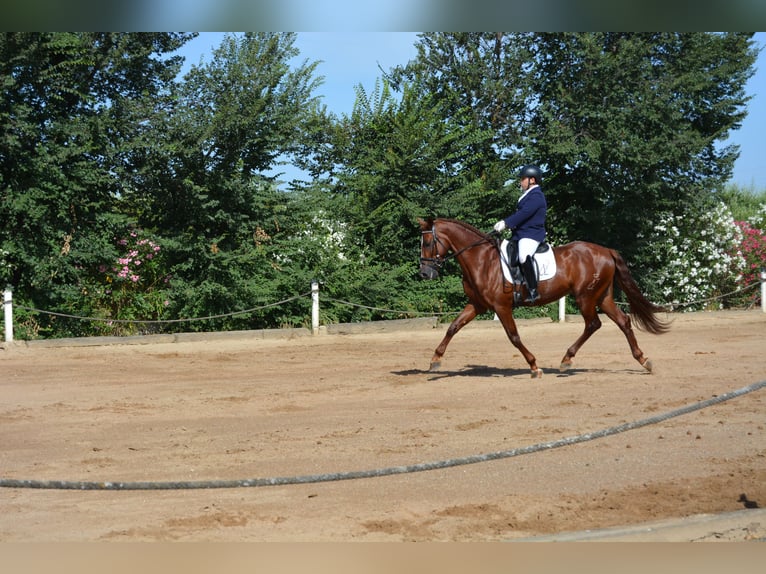 PRE Castrone 5 Anni 162 cm Sauro in Lucena