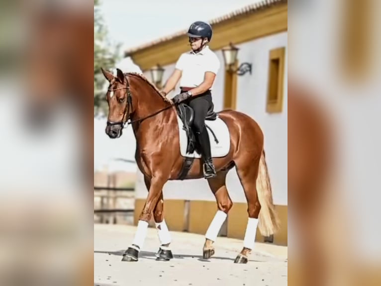 PRE Mix Castrone 5 Anni 162 cm Sauro in Sevilla