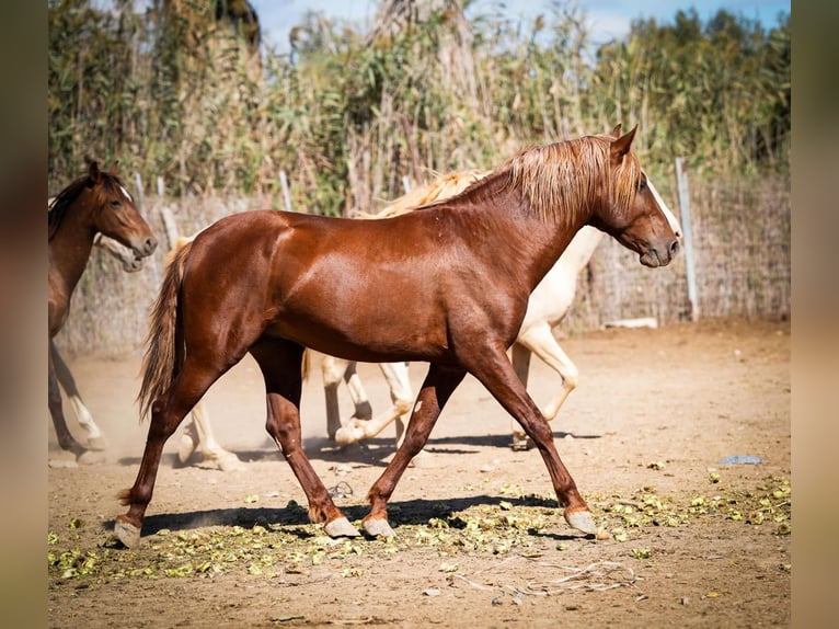 PRE Mix Castrone 5 Anni 162 cm Sauro scuro in Berfull