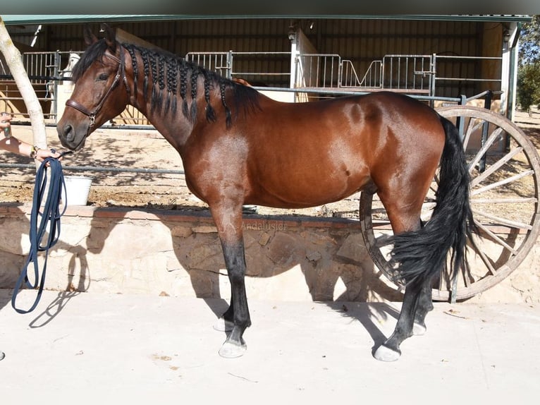 PRE Castrone 5 Anni 163 cm Baio scuro in Provinz Granada